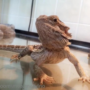 Video by moonandstars713 published on July 4,2023 21:21:00 - BestThots