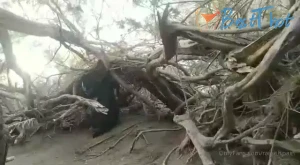 rafaelspain #9808095