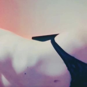 Video by cloverwoods published on June 28,2023 06:14:00 - BestThots