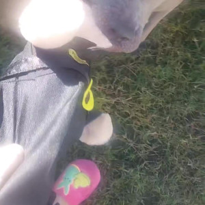Video by stellaaeternum published on August 16,2023 23:33:29 - BestThots