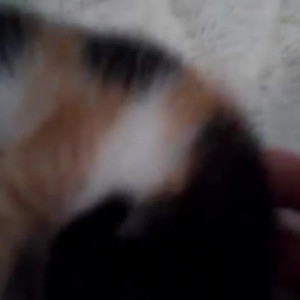 Video by gina_gerson published on July 21,2023 11:57:00 - BestThots