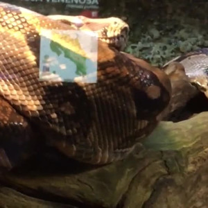 Video by gina_gerson published on August 19,2023 16:47:00 - BestThots