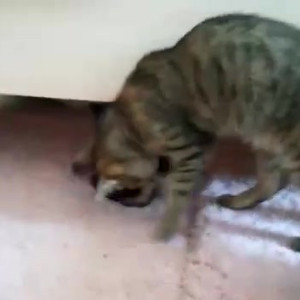 Video by gina_gerson published on March 14,2023 11:46:00 - BestThots