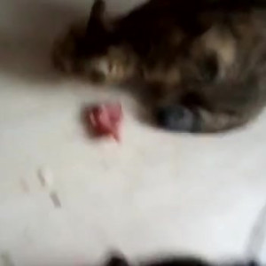 Video by gina_gerson published on March 11,2023 14:57:00 - BestThots