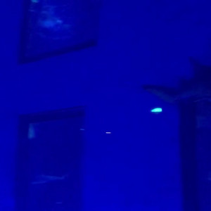 Video by gina_gerson published on March 27,2023 07:33:00 - BestThots