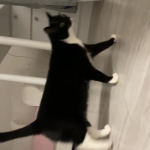 Video by gina_gerson published on March 4,2023 11:52:00 - BestThots
