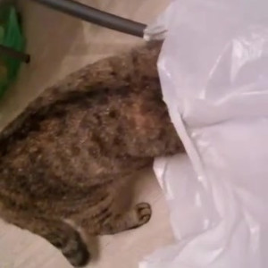 Video by gina_gerson published on August 23,2023 02:57:00 - BestThots