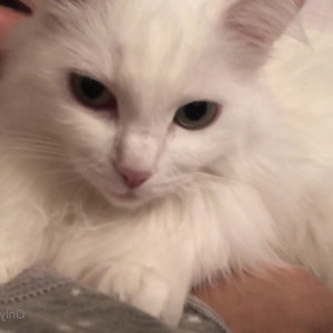 Video by gina_gerson published on March 6,2023 15:07:00 - BestThots