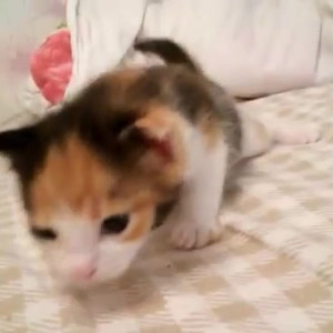 Video by gina_gerson published on April 5,2023 04:35:00 - BestThots