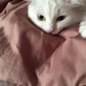 Video by gina_gerson published on July 25,2023 02:41:00 - BestThots
