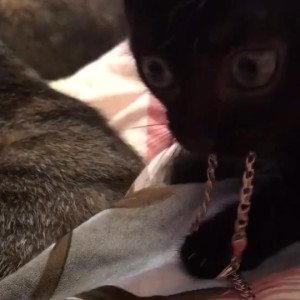 Video by gina_gerson published on March 13,2023 07:29:00 - BestThots