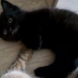 Video by gina_gerson published on July 31,2023 01:31:00 - BestThots