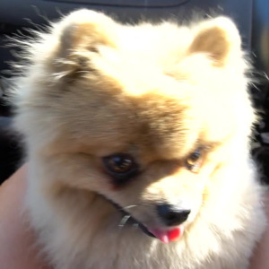 Video by siswet19 published on March 20,2023 06:04:00 - BestThots
