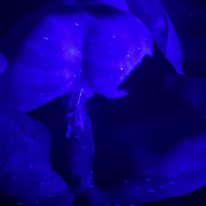 Video by robpiperxxx published on August 17,2023 05:41:18 - BestThots