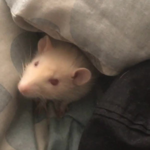 Video by gremlinbxtch published on April 30,2023 13:52:00 - BestThots
