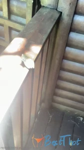 scarletaddiction #9738692