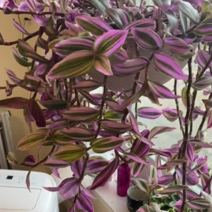 selfcarewithchloe #5170197