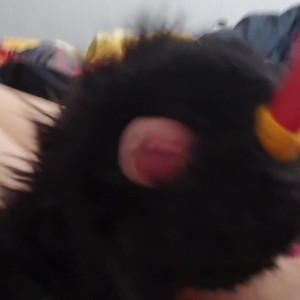 sergnderg #4413221