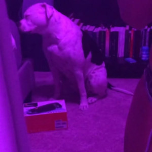 Video by honeygold published on May 2,2023 12:55:00 - BestThots