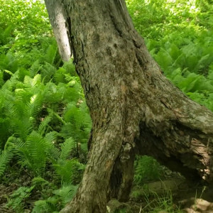 Video by eroicaforest published on August 17,2023 14:56:23 - BestThots