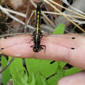 Video by eroicaforest published on August 17,2023 12:36:52 - BestThots