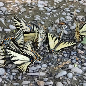 Video by eroicaforest published on August 17,2023 14:58:52 - BestThots