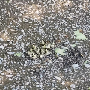 Video by eroicaforest published on August 17,2023 15:00:33 - BestThots