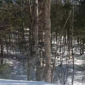 Video by eroicaforest published on August 17,2023 13:42:48 - BestThots