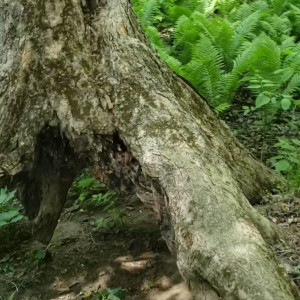 Video by eroicaforest published on August 17,2023 11:54:02 - BestThots