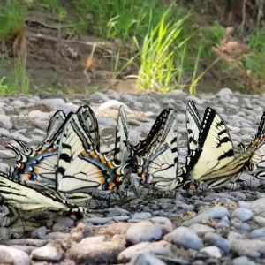 Video by eroicaforest published on August 17,2023 12:54:14 - BestThots