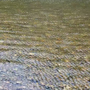 Video by eroicaforest published on August 17,2023 12:40:34 - BestThots