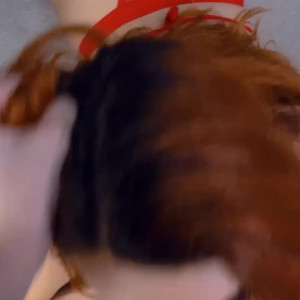 Video by amouranth published on November 21,2023 05:30:15 - BestThots