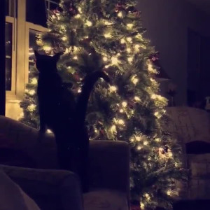 Video by hornythickitten published on August 15,2023 07:13:00 - BestThots