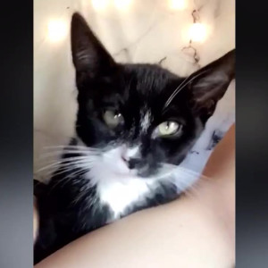 hornythickitten #4875398