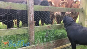 Video by gillellisyoung published on January 21,2025 07:03:26 - BestThots