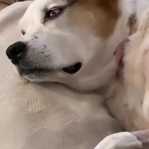 Video by shylajennings published on August 17,2023 18:11:06 - BestThots