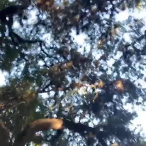 Video by shylajennings published on August 11,2023 19:27:00 - BestThots