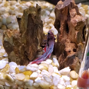 therealjuliaann #5800846