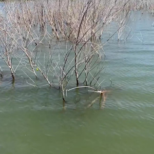 Video by bcflyers2016 published on March 1,2023 18:12:00 - BestThots