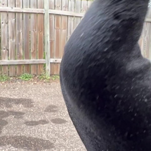 Video by sammysole published on June 23,2023 17:58:00 - BestThots