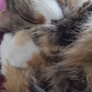 snoot #4161324