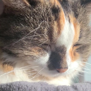 snoot #4364451