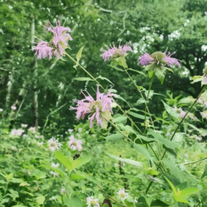 Video by pixiepixelized published on June 29,2023 03:18:00 - BestThots
