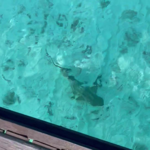 Video by loonascandi published on May 17,2023 23:35:00 - BestThots