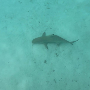 Video by loonascandi published on June 2,2023 01:42:00 - BestThots