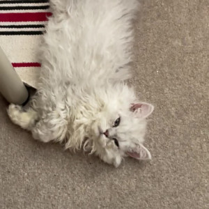 Video by nikkyfrench published on April 10,2023 11:27:00 - BestThots