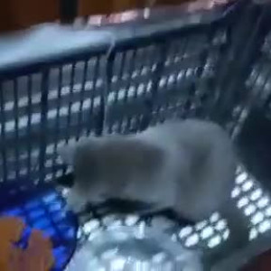 Video by erosennin01 published on August 18,2023 09:16:57 - BestThots