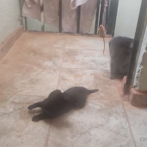 Video by erosennin01 published on August 18,2023 09:32:25 - BestThots